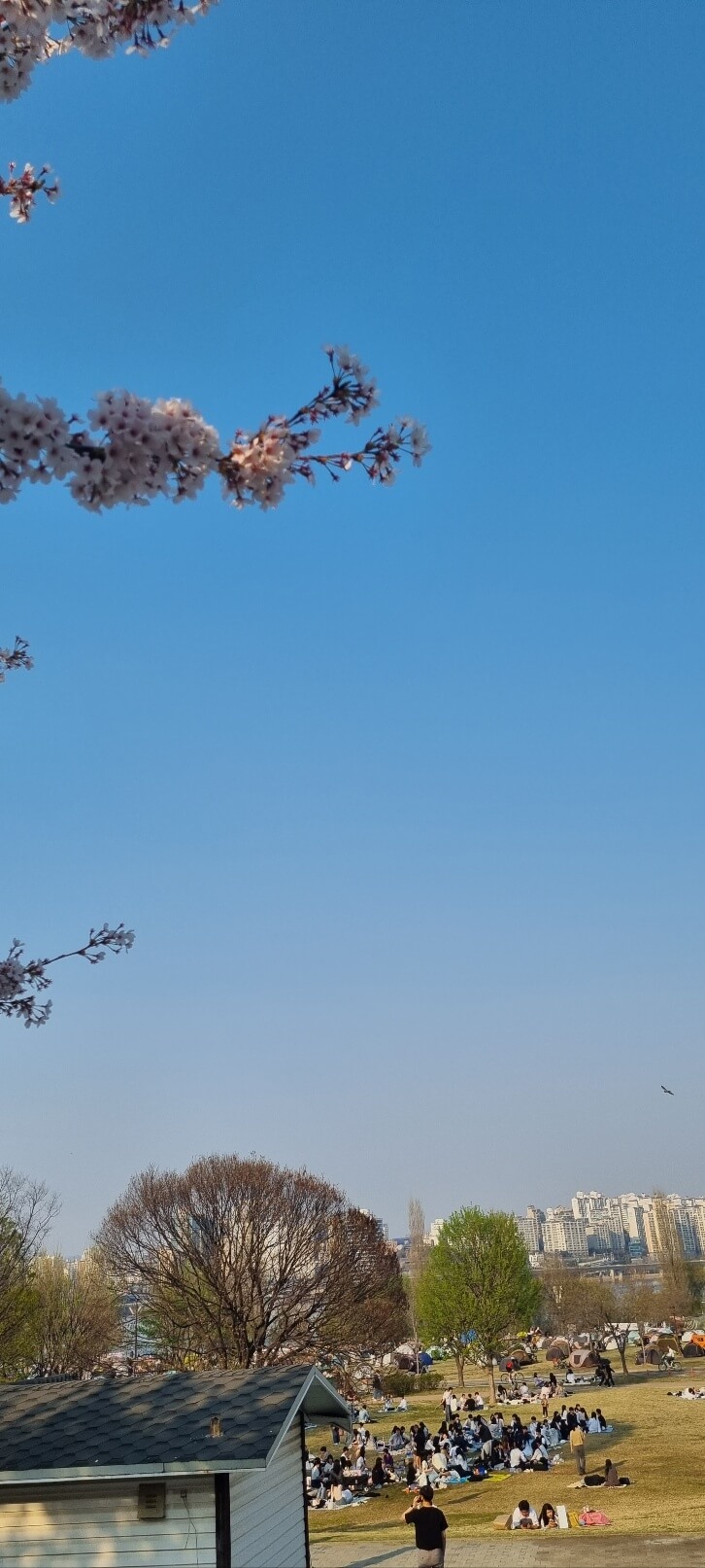 안양천 벚꽃 축제