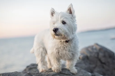 terrier/출처:어도비스톡