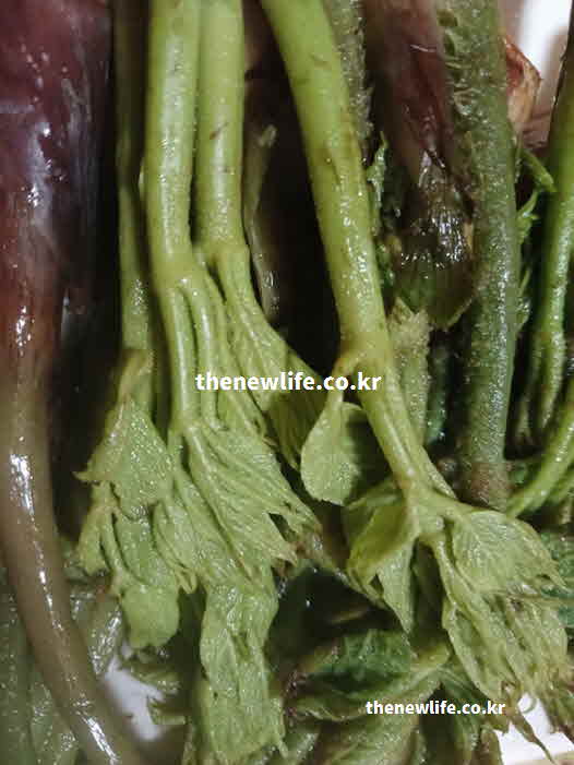 두릅 효능 조리법 초고추장