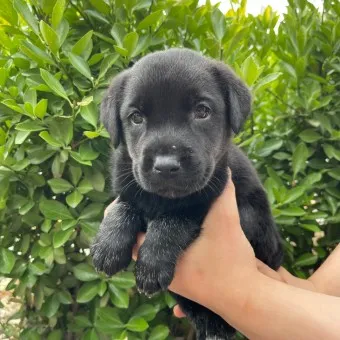 래브라도 리트리버 분양 가격 성격 장단점_5