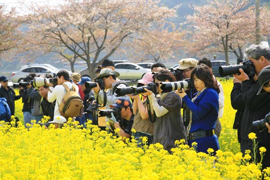 삼척 맹방 유채꽃축제