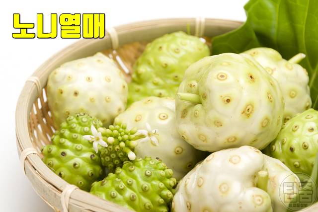 피부 하얘지는 음식 피부미백에 좋은 음식 노니열매