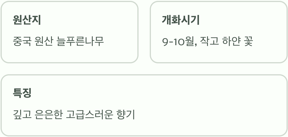 가을에 피는 향기의 여왕, 은목서