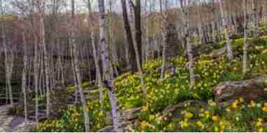 화담숲 모노레일 예약 3분 완벽 가이드