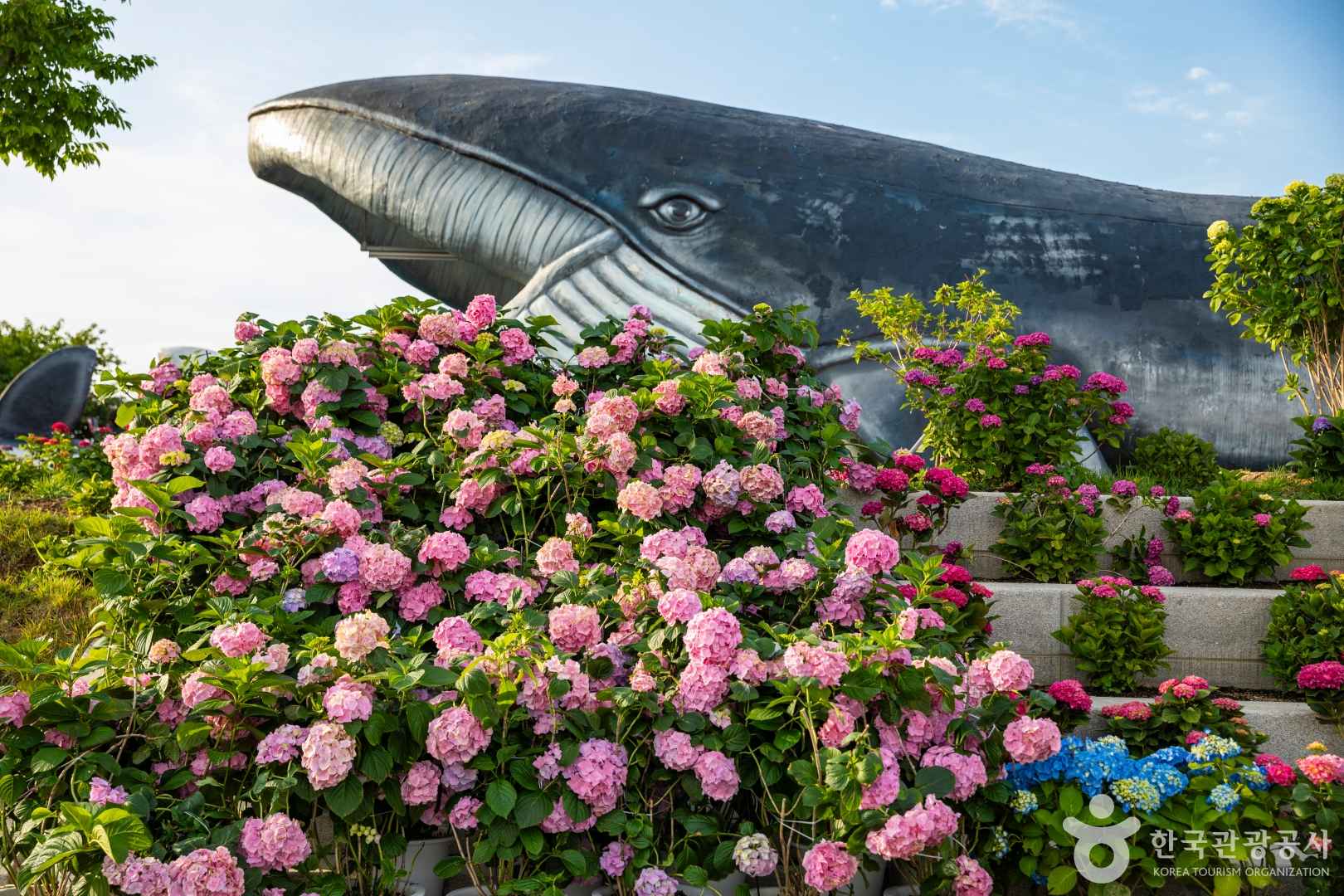 장생포 수국축제