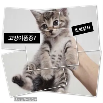 코리안 숏헤어 가격 성격 무료분양 털빠짐 수명 키우기 종류_23