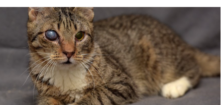 소파에서 쉬는 눈에 탁함이 있는 고양이.