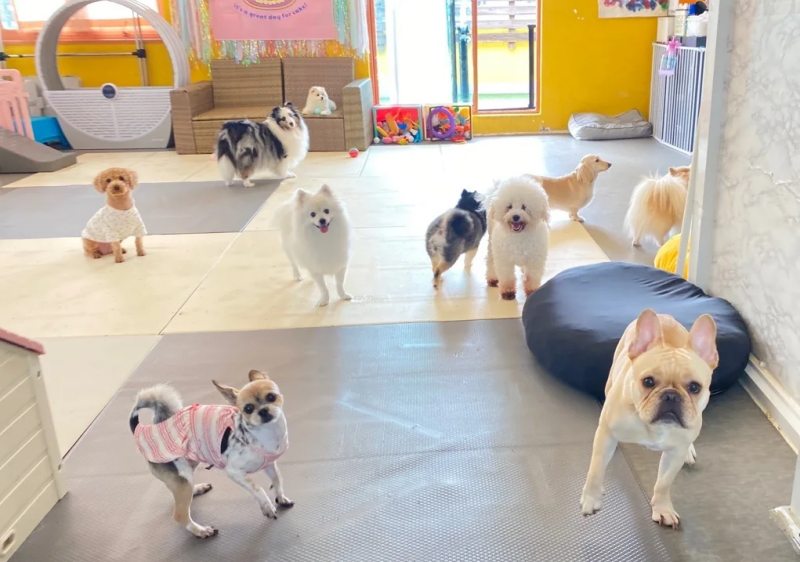 애견호텔에서 토토 사진