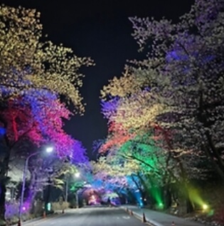 전농로 왕벚꽃 축제