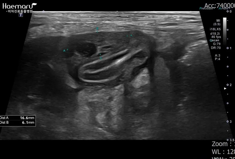 강아지 복막염 원인과 치료 방법_5
