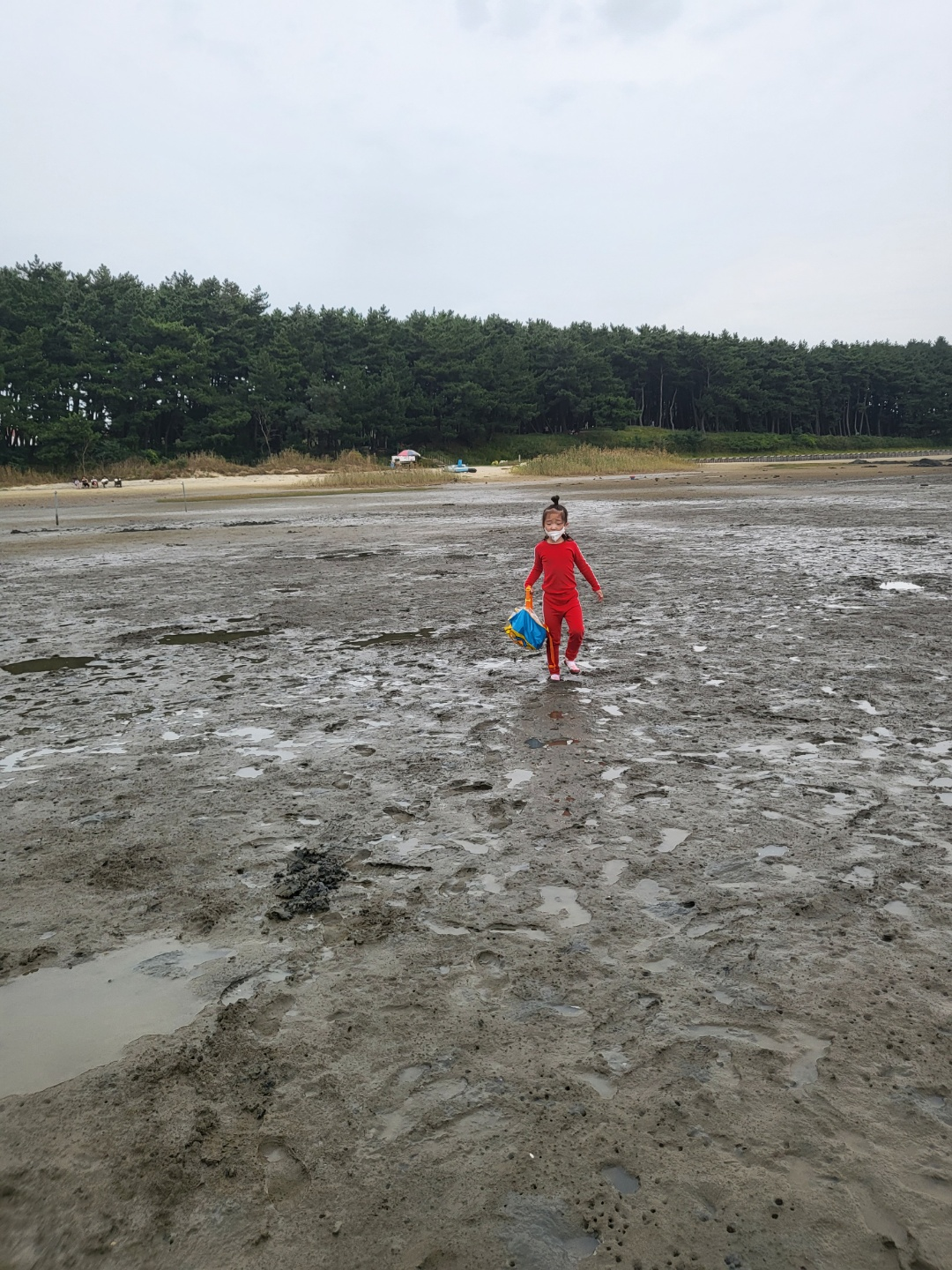 서천 갯벌체험, 모시조개 캐기 (서천송림갯벌체험장)