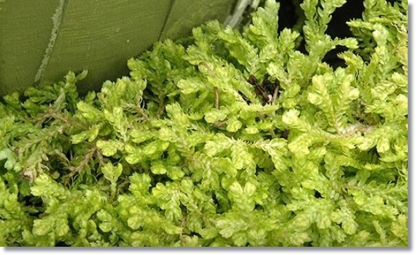 부처손이 자라나는 모습