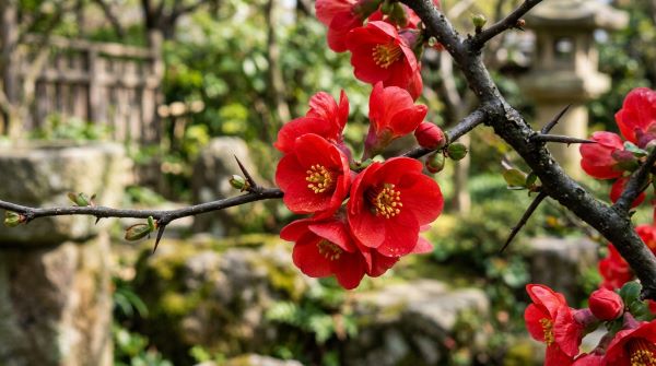 산당화