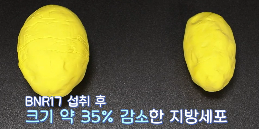 bnr17유산균 효능