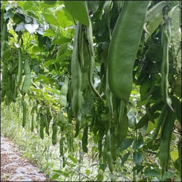 작두콩차 효능-8