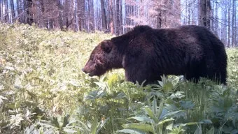 우수리 불곰 특징 성격 서식지_12