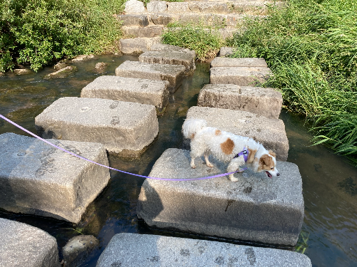 노령견 소화 문제 해결하기