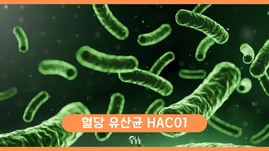 혈당 유산균 HAC01