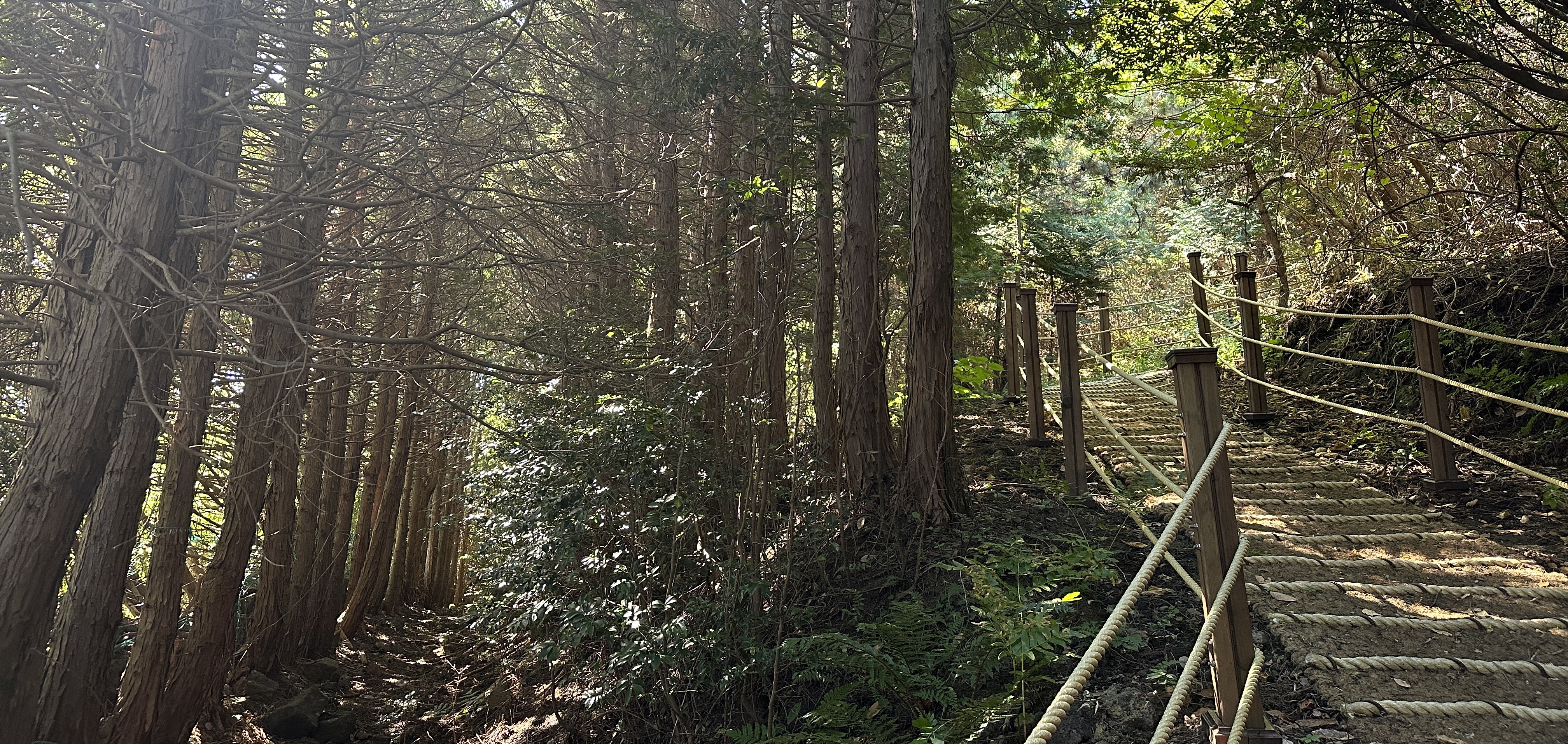 높은오름 탐방로