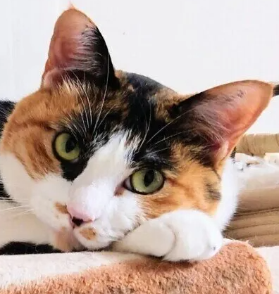 고양이를 위해 난방기구를 켜두는 것이 좋다? 고양이 방한에 관한 기본 5가지