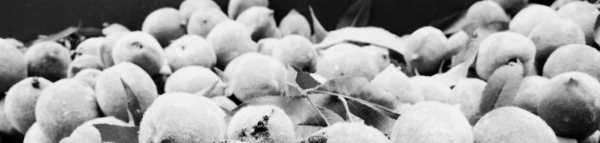 추운 지역: 7월 중순