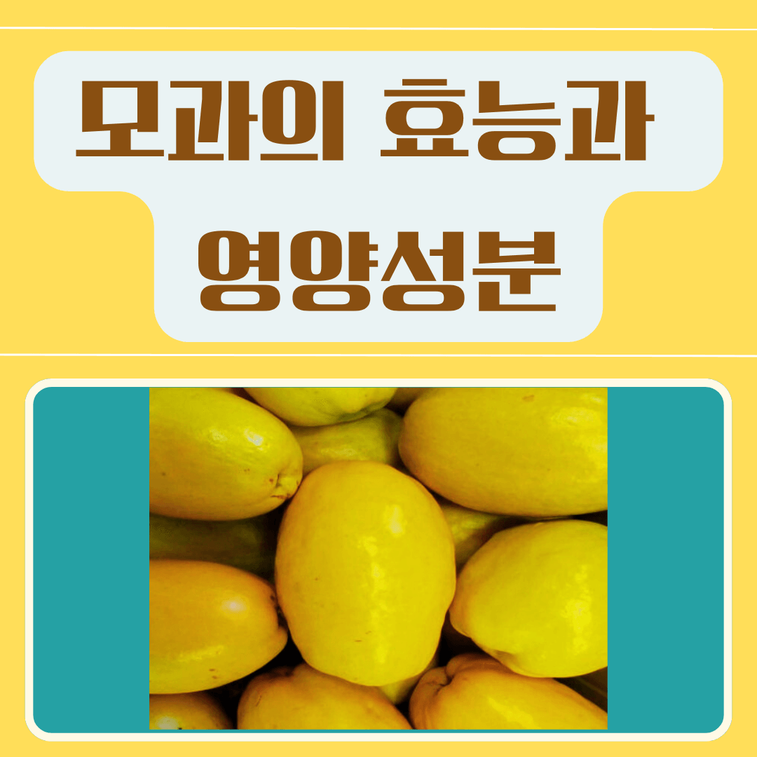 모과의 효능과 영양성분 모과와 함께 먹으면 좋은 음식 주의할 점