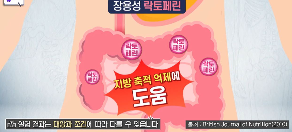 락토페린 효능