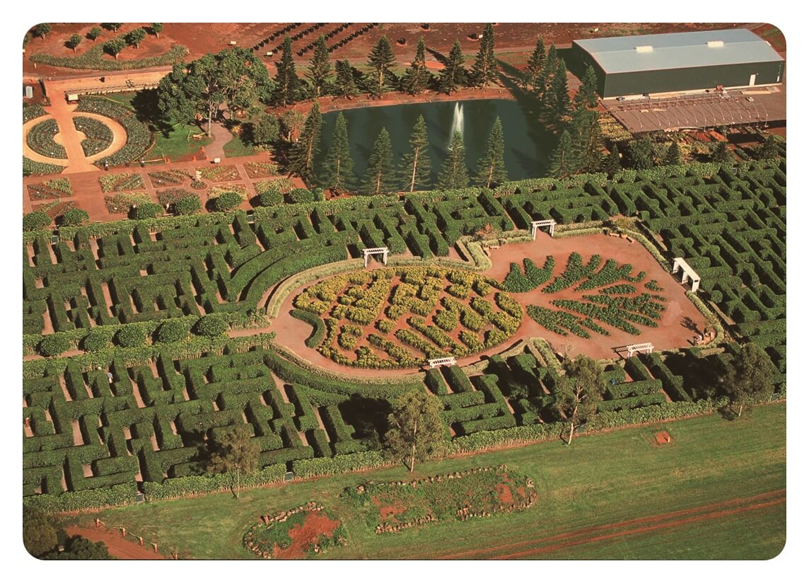 하와이 오아후섬의 Dole 파인애플 농장 Dole Pineapple Garden을 하늘에서 내려다 본 풍경 사진