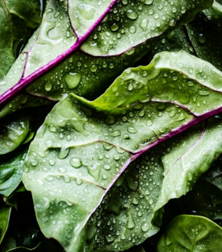 샐러드 전문점 창업에 대하여 알아보기