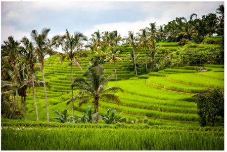 Rice terrace
