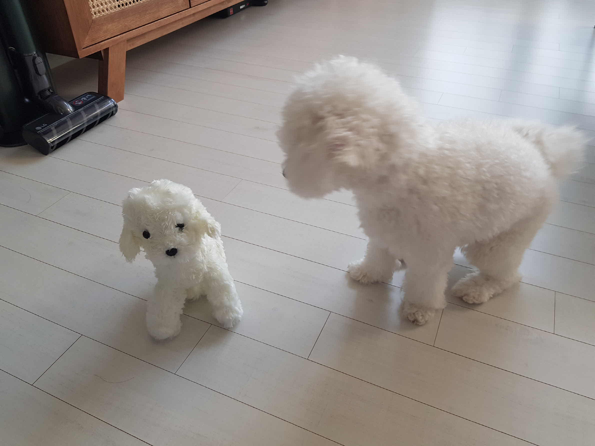 강아지와 강아지인형