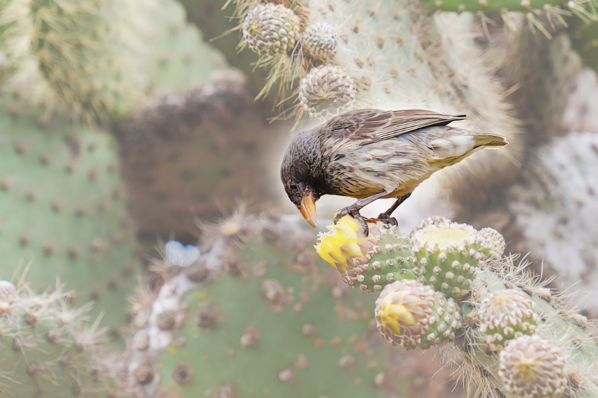 멸종 40년만에 다시 나타난 선인장 핀치새 사진