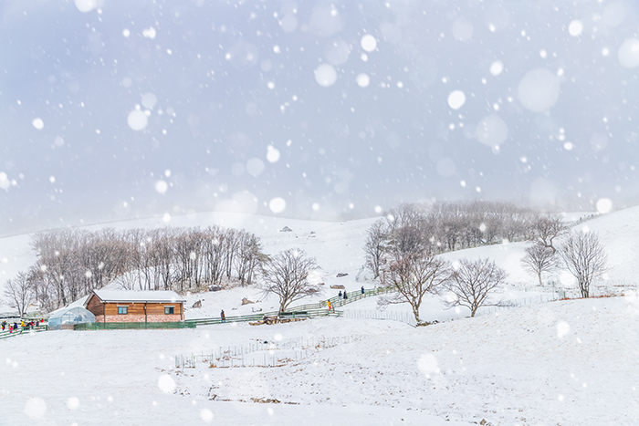 대관령 양떼목장