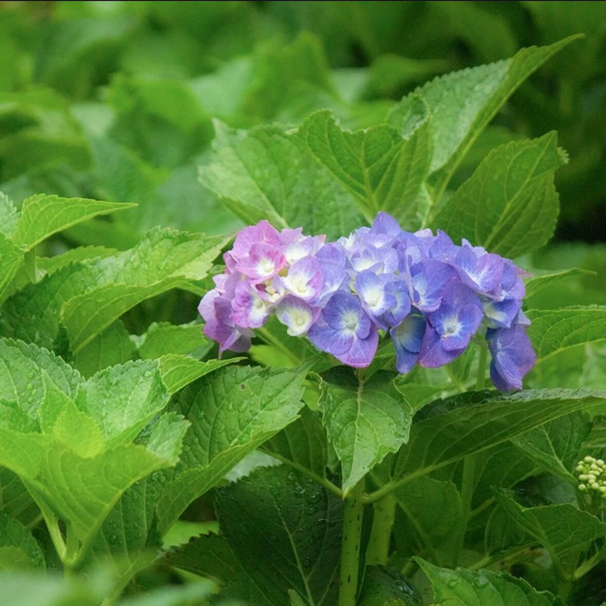강진수국길축제