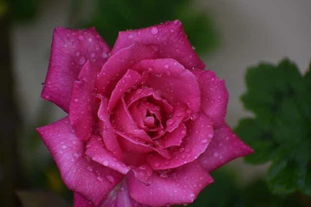 공소장 일본주의와 실질적 피고인 방어권 침해 사례 분석