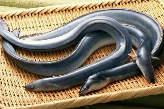 장어