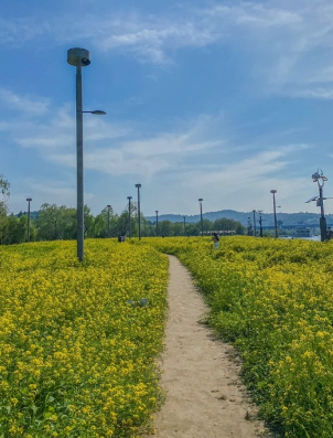 서래섬