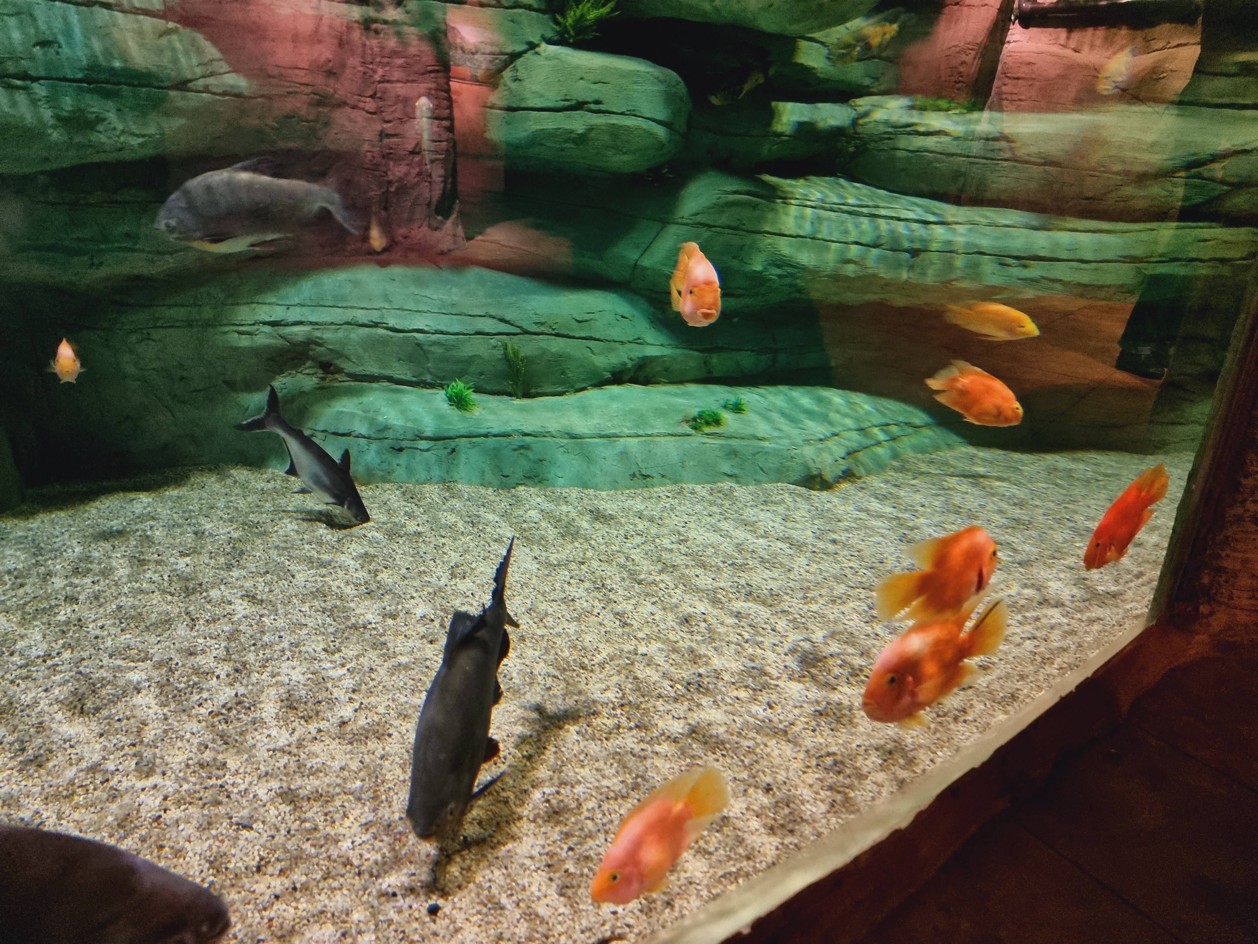 아쿠아리움 내부 수족관 모습