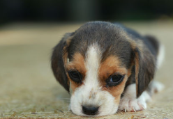 개 소변이 새고 실금한다