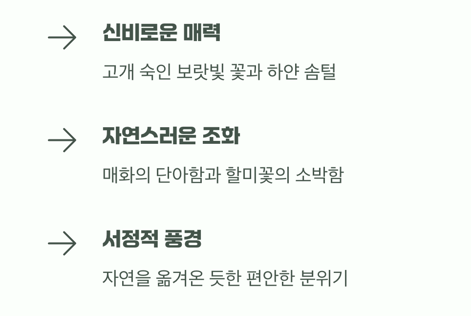 토종의 멋, 할미꽃