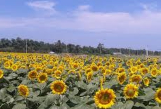 비금도 배시간표