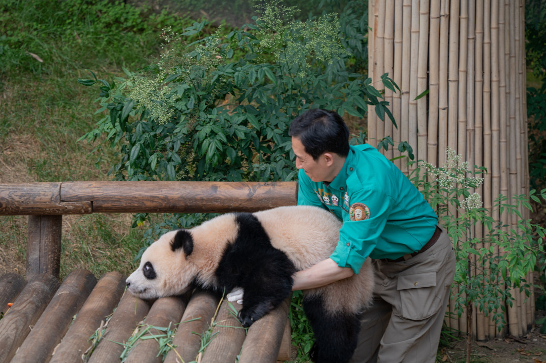 에버랜드 판다월드 판다