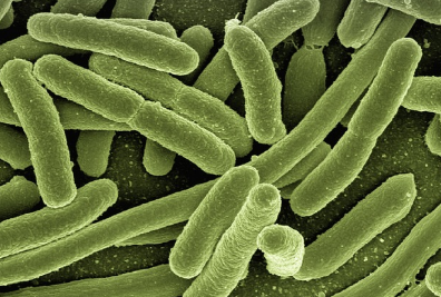 코로나바이러스 정의와 대유행의 시작