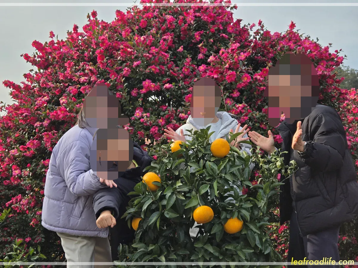 제주도-여행-동백꽃-귤나무-가족사진
