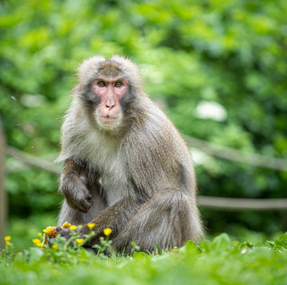 2025년 6월 원숭이띠 생년별 운세