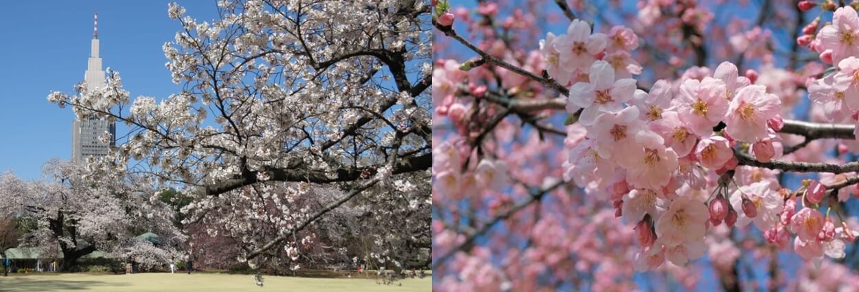 도쿄자유여행 (출처:일본관광국)