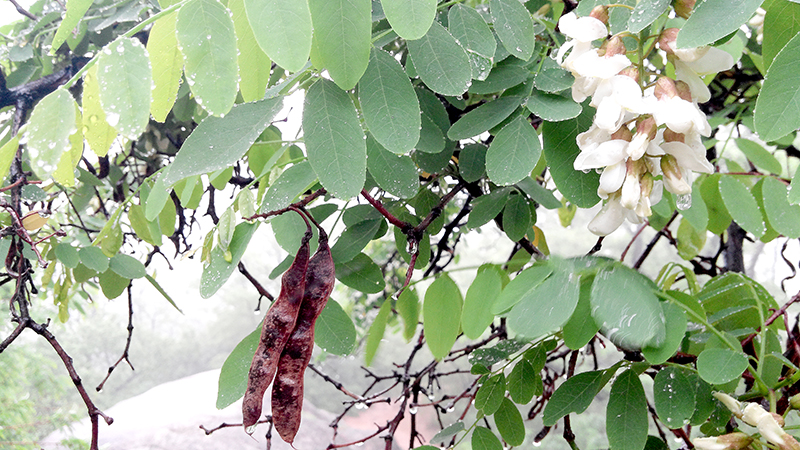 우중산책(雨中散策)은 즐거운 산책생활