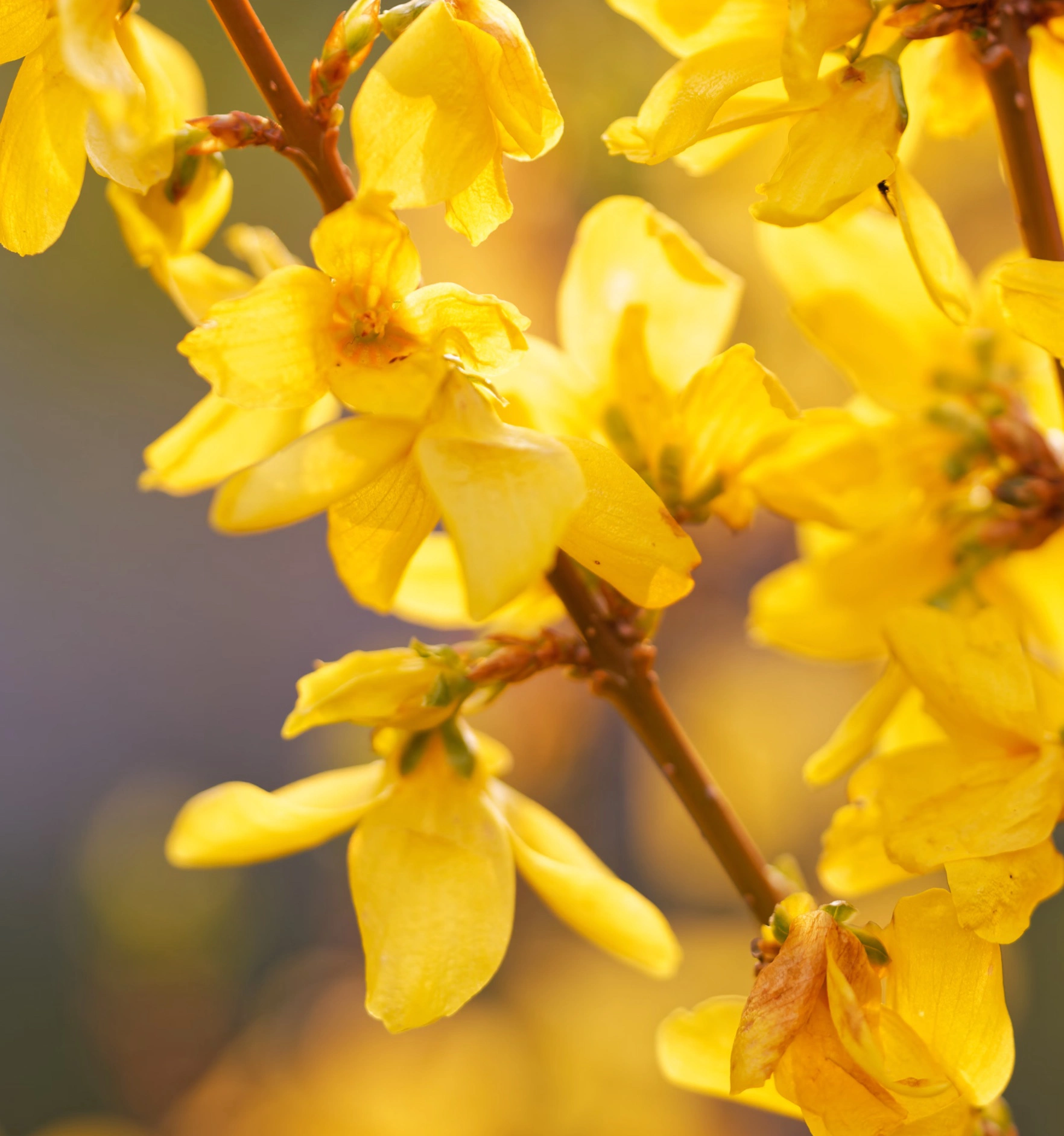 2025년 봄꽃 개화순서