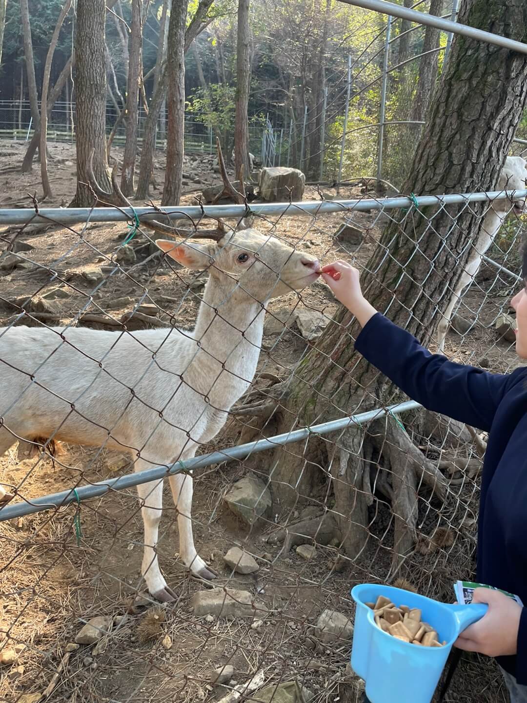 남해 상상양떼목장