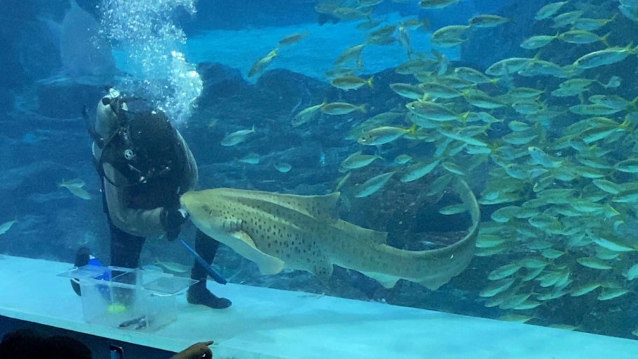 씨라이프 부산아쿠아리움